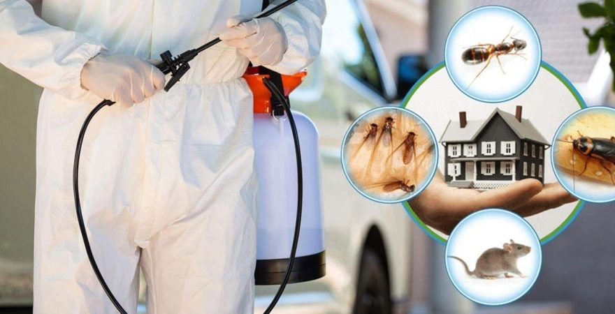 Limontepe Böcek İlaçlama